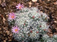 Mammillaria kraehenbuehlii JLcoll.2784.jpg